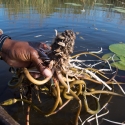 Water Lily Rhizome