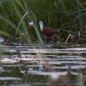 Jacana