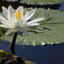 Night Water Lily