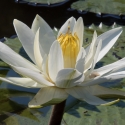 Night Water Lily