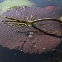Night water lily leaf