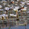 Water lilies