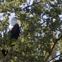 Fish Eagle