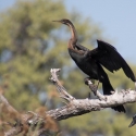 African Darter