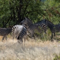 Group of Zebra