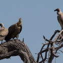 White back Vultures