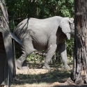 Elephant in camp