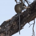 Vervet Monkey at camp