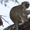 Vervet Monkey at camp