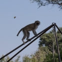 Vervet Monkey at camp