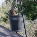 Vervet Monkey at camp