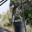 Vervet Monkey at camp