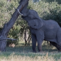 Elephant shaking tree for nuts