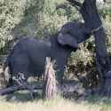 Elephant shaking tree for nuts