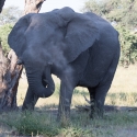 Elephant throwing dust