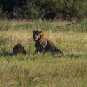 Male Lion