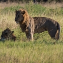 Male Lion