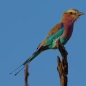 Lilac breasted roller