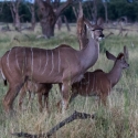 Kudu