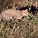 African wildcat