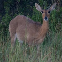 Impala Female