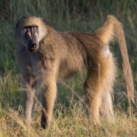 Baboon