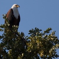 Fish Eagle