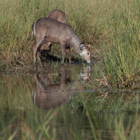 Female Waterbuck