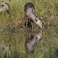 Female Waterbuck