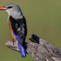 Grey-headed kingfisher