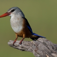 Grey-headed kingfisher