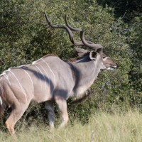 Kudu male