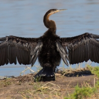 African Darter