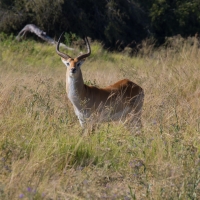 Impala