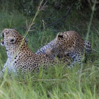 Two Leopards