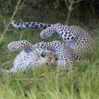 Two Leopards