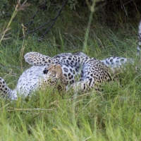 Two Leopards