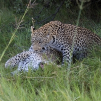 Two Leopards