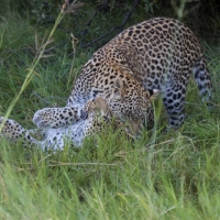 Two Leopards