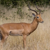 Lechwe