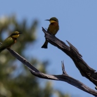 Little bee-eater