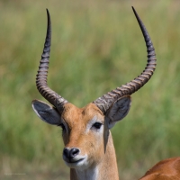 Red Lechwe