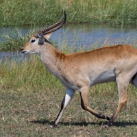 Red Lechwe