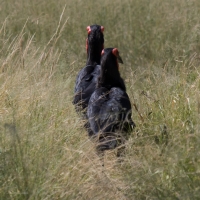 Ground hornbill