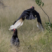 Ground hornbill