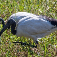 African sacred ibis