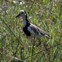 Blacksmith Plover