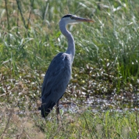 Grey Heron