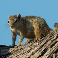 Tree Squirrels