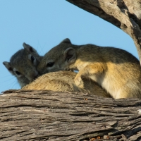 Tree Squirrels